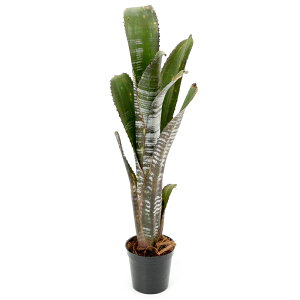 iϗtAj_@rxMA@f[`[uf@2i1j^NuA