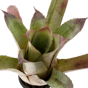 �i�ϗt�A���j��_���@�z�w���x���M�A�@�p�[�v���}�W�F�X�e�B�@3�D5���i1���j�^���N�u�������A