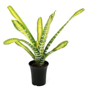 iϗtAj_@GNA@`eBj[@fTCf@3i1j^NuA