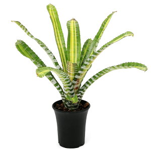 iϗtAj_@GNA@`eBj[@fTCf@3i1j^NuA