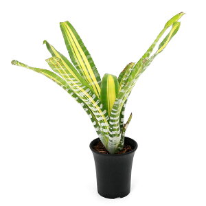 iϗtAj_@GNA@`eBj[@fTCf@3i1j^NuA