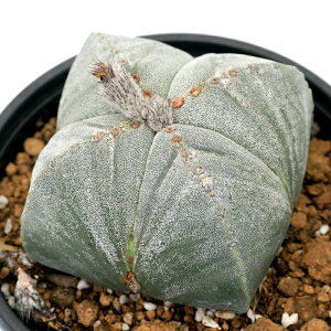 iAj_@T{e@AXgtBc@lpaPʁiVJN|[MNj@4i1j