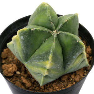 iAj_@T{e@AXgtBc@aPʁ@@4i1j