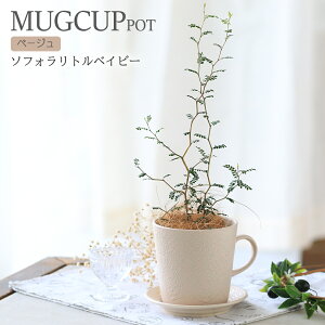(観葉植物)ソフォラ リトルベイビー マグカップポット ベージュ(1鉢)受け皿付き メルヘンの木 インテリア 室内 プレゼント