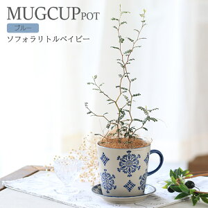 (観葉植物)ソフォラ リトルベイビー マグカップポット ブルー(1鉢)受け皿付き メルヘンの木 インテリア 室内 プレゼント