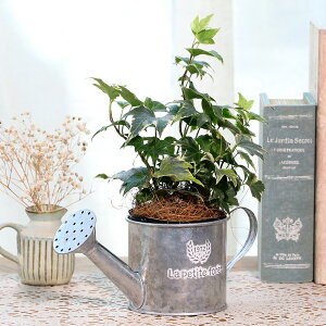 iϗtAjwf@ACr[@i킨܂@uL̃W[i1jRRVt@Co[i}`Oށjt