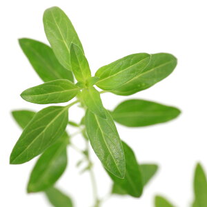 iϗtAjn[uc@Z[W@`F[Z[W@Yx[[@3i1|bgj@A}@ƒ؉@Ntg@