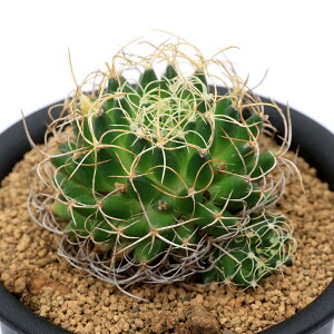 iAjT{e@}~A@hՎہ@3i1j