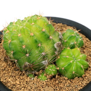 iAjT{e@GLmvVX@ԗс@3i1j