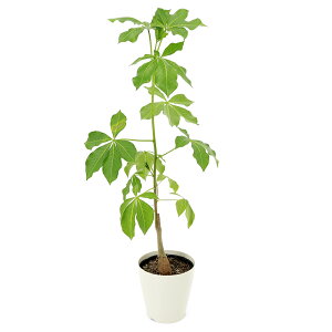 (観葉植物)バオバブの木 アダンソニア グレゴリー 3.5〜4号(1ポット)