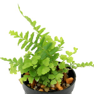 iϗtAjroEvc@ltsX@`FX^[@3cm|bgi1|bgj