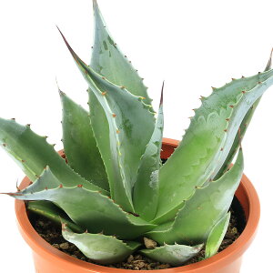 iAjAKx@IoeBtHA@4D5i1j