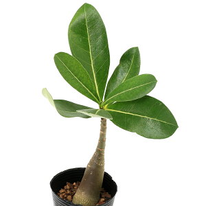 iAjAfjE@ArJ@ubNWCAg@2D5i1jH`tt