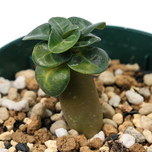 iAjAfjE@ArJ@qtitj@2D5i1j