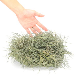 iϗtAj_@GA[vc@`WA@ofVX@Nvi1j