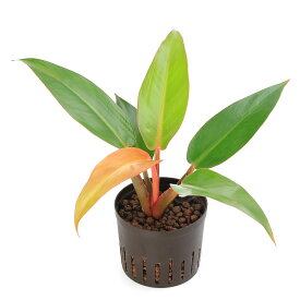 （観葉植物）ハイドロ苗9φ・Lサイズ　フィロデンドロン　サンレッド（1ポット）