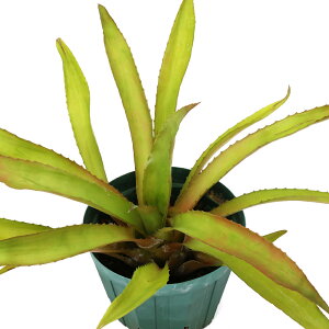 iϗtAjjfE A^CAGZ@4i1j