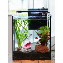 楽天市場】アベニー パファー 飼育 セット（熱帯魚・アクアリウム 