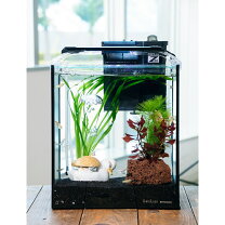 楽天市場】メダカ 水草（水槽セット｜水槽・アクアリウム）：熱帯魚 