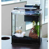 楽天市場】カクレクマノミ水槽セットの通販