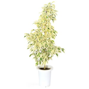 iϗtAjtBJX@xW~@X^[Cg@7i1j