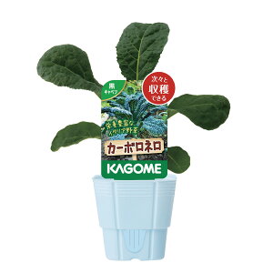 (観葉植物)カゴメ 野菜苗 黒キャベツ カーボロネロ 3号(1ポット) 家庭菜園