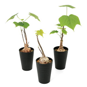 iϗtAjtB~Ai@R[^@3i1jR[fbNX