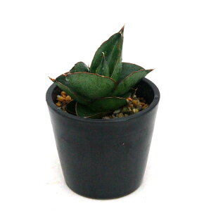 iϗtAj_@TXxA@IynEX@3D5i1j