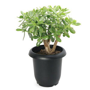 iAjNbX@ԌîȂ؁j@8i1j