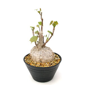 iAj_@tB~Ai@R[^@7@i1jR[fbNX