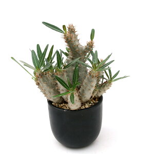 iAj_@pL|fBE@OLX@@4i1jH`tt@R[fbNX