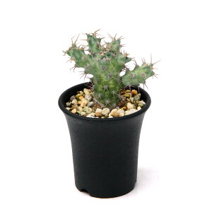 iAj_@[tHrA@|f[T@2D5i1j