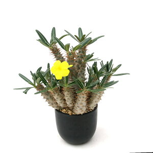 iAj_@pL|fBE@OLX@@4i1jH`tt@R[fbNX