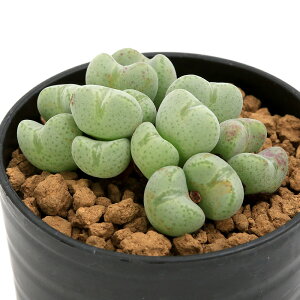 (多肉植物)コノフィツム ヒナバト 2号(1鉢)