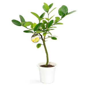 iϗtAjʎc@@|e[U@5i1j@ƒ؉@ʕ@t[c