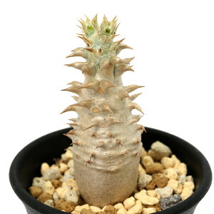 iAjpL|fBE@rJ[@@2D5i1jH`tt