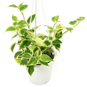 iϗtAjyy~A@ZyX@݂蔫@3D5i1j