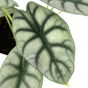 iϗtAjAJVA@Vo[hS@4i1j