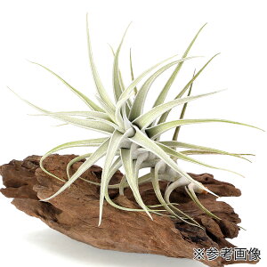 iϗtAj_@GA[vc@`WA@~gGVX@gDVX@XLi1j