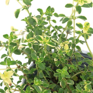 iϗtAj^C@hXzCg@2D5i1|bgj@ƒ؉