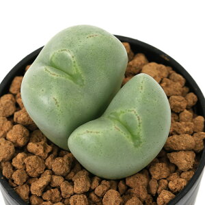 (多肉植物)コノフィツム 金鳳殿 2号(1鉢)