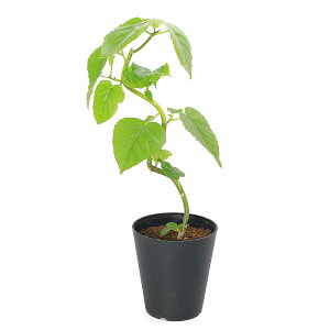 iϗtAjtBJX@Ex[^@Ȃ`@5i1j