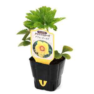 iϗtAjNX}X[Y@_uS[h@3i1|bgj