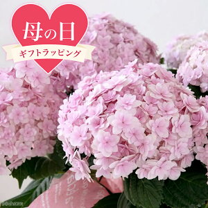 あじさい てまりてまりの通販 価格比較 価格 Com