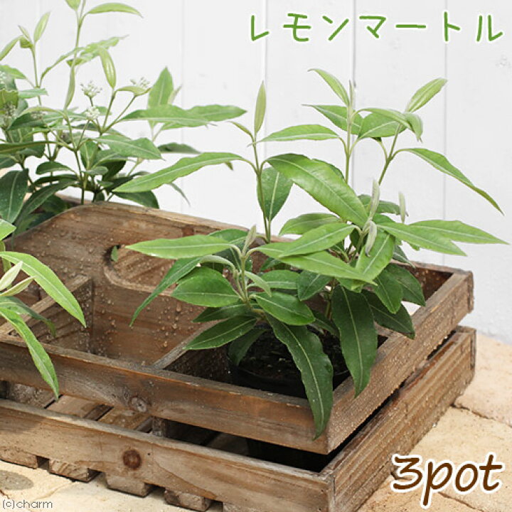 144円 【64%OFF!】 観葉植物 ハーブ苗 マートル 3号 1ポット 家庭菜園 144円 【64%OFF!】 観葉植物 ハーブ苗 マートル 3号 1ポット 家庭菜園