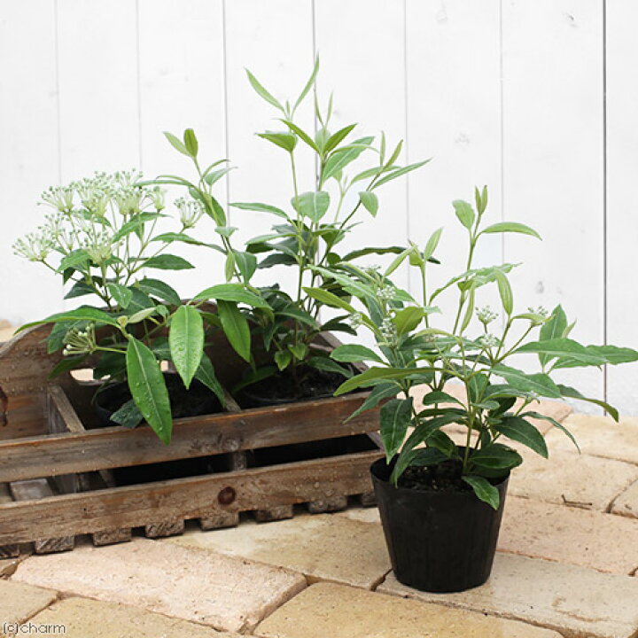 144円 【64%OFF!】 観葉植物 ハーブ苗 マートル 3号 1ポット 家庭菜園 144円 【64%OFF!】 観葉植物 ハーブ苗 マートル 3号 1ポット 家庭菜園