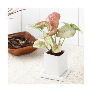 iϗtAj܂ϗtA@픫A@j[_CXS@WHi@3Zbgj@󂯎Mt@A@@@v[g