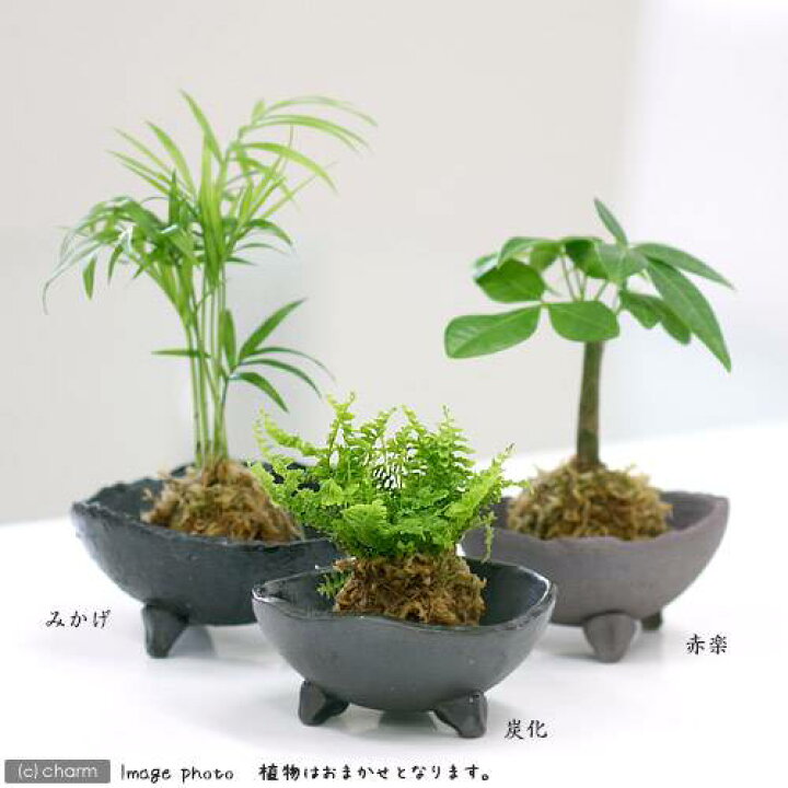 楽天市場 観葉植物 苔玉 おまかせ観葉 ｖｅｒ 水苔 ３個 コケ玉 Charm 楽天市場店