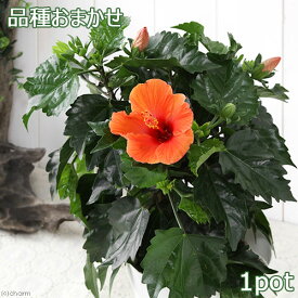 （観葉植物）ハイビスカス　品種おまかせ　4．5～5号（1鉢）【HLS_DU】