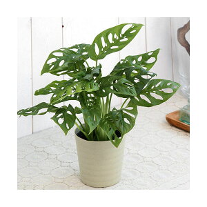 観葉植物 モンステラ 4号 観葉植物の人気商品 通販 価格比較 価格 Com